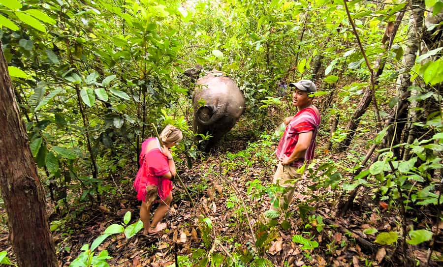 Chiang Mai: Full Day Ethical Elephant Sanctuary & Waterfall - Herbal Tea, Elephant Observation Breaks, and the Workshop Side