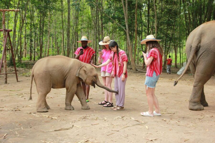 Chiang Mai: Full-Day Kerchor Elephant Eco Park Tour & Trek - Key points to know before you go