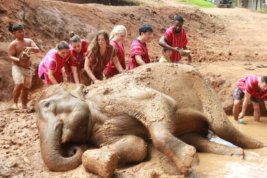 Chiang Mai: Full-Day Kerchor Elephant Eco Park Tour & Trek - Kerchor Elephant Eco Park: how the day stays elephant-first