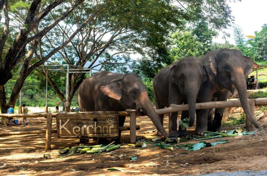 Chiang Mai: Full-Day Kerchor Elephant Eco Park Tour & Trek - Bamboo rafting on a traditional raft: fun rapids, cold water, no seats