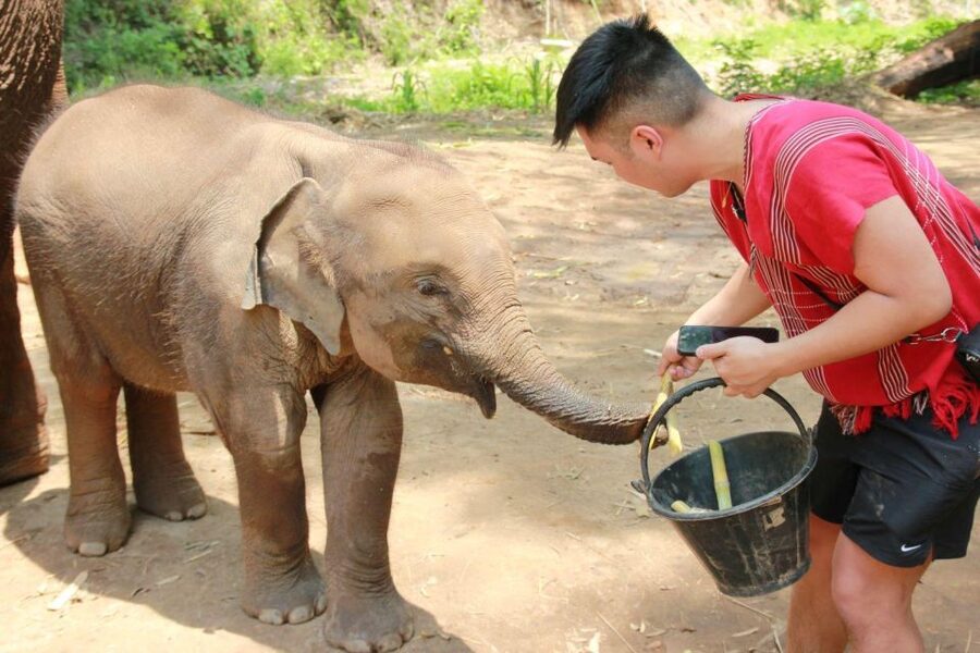 Chiang Mai: Full-Day Kerchor Elephant Eco Park Tour & Trek - Trek to the waterfall: stairs, slippery rocks, and a refreshing swim