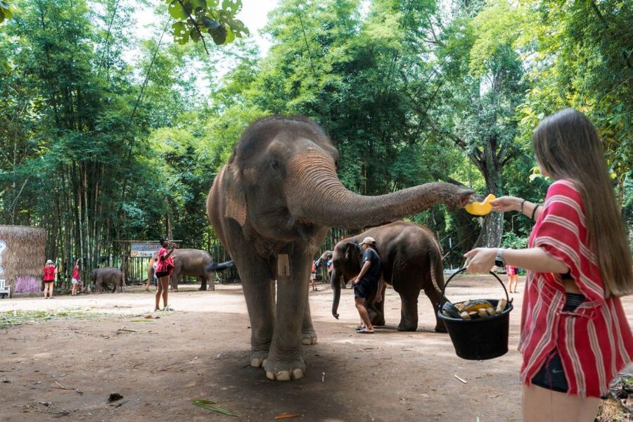 Chiang Mai: Full-Day Kerchor Elephant Eco Park Tour & Trek - Price and value: what about $57 actually buys you