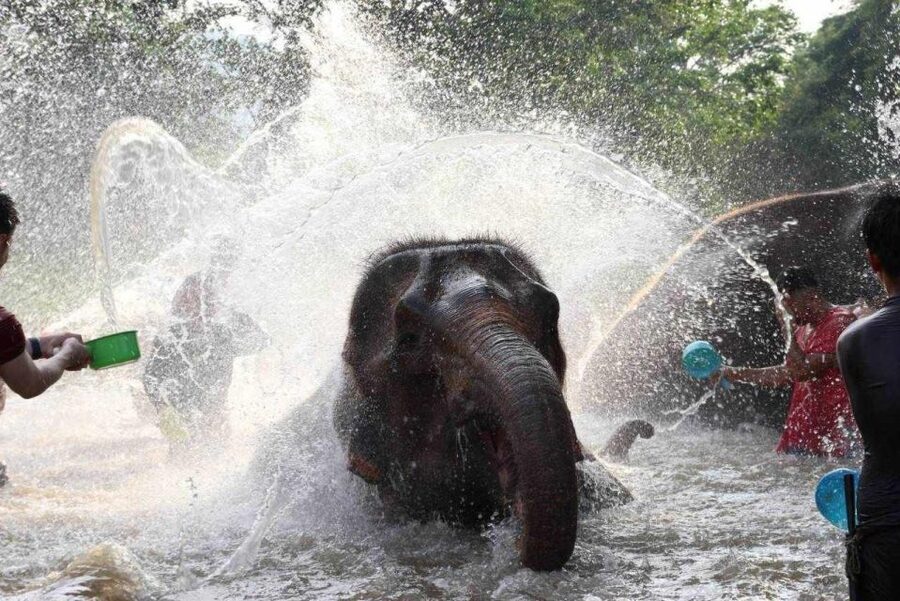 Chiang Mai: Full-Day Kerchor Elephant Eco Park Tour & Trek - What to bring and how to dress for a wet, active day