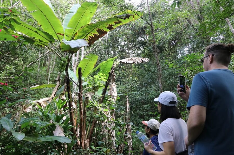 Chiang Mai: Gibbons, Trekking & Mae Kampong Small Group Tour - Mae Kampong Village: Coffee, Alleyways, and Culture You Can Sense