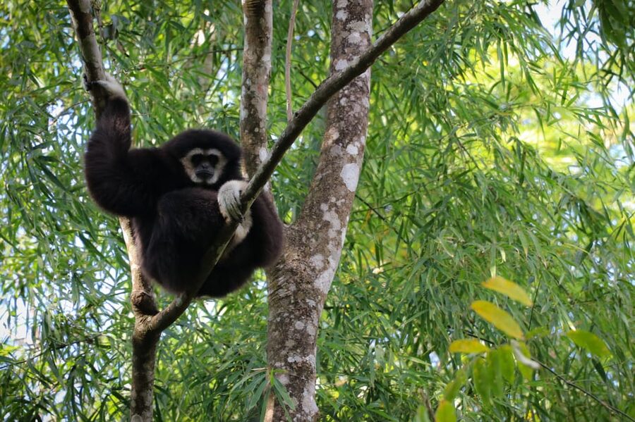 Chiang Mai: Gibbons, Trekking & Mae Kampong Small Group Tour - The Secret Jungle Trail: Steep, Uneven, and Packed With Plant Details