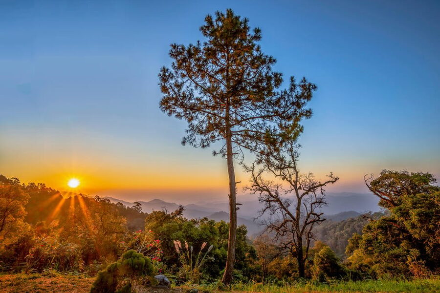 Chiang Mai: Gibbons, Trekking & Mae Kampong Small Group Tour - Lunch and Coffee Options: Vegetarian and Vegan-Friendly
