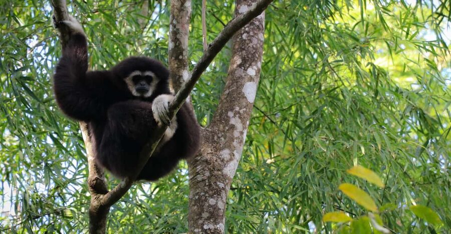 Chiang Mai: Gibbons, Trekking & Mae Kampong Small Group Tour - Value Check: Is $77 Worth It for This Mix?