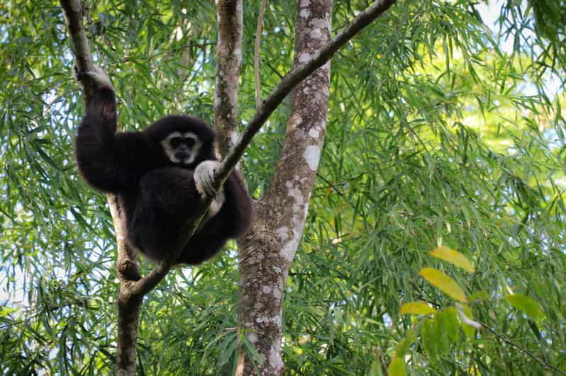 Chiang Mai: Gibbons, Trekking & Mae Kampong Small Group Tour - Gibbon Chance Time, With Real Wild Behavior