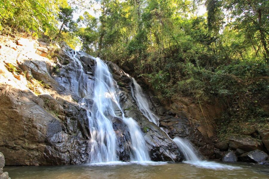 Chiang Mai: Guided Jungle and Waterfall Trek with Transfer - The jungle trek: gentle hiking with real plant and animal spotting