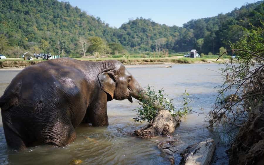 Chiang Mai Half-Day Adventure: River Tubing & Waterfall - Chiang Mai Half-Day River Tubing and Waterfall Slide, the vibe in plain words