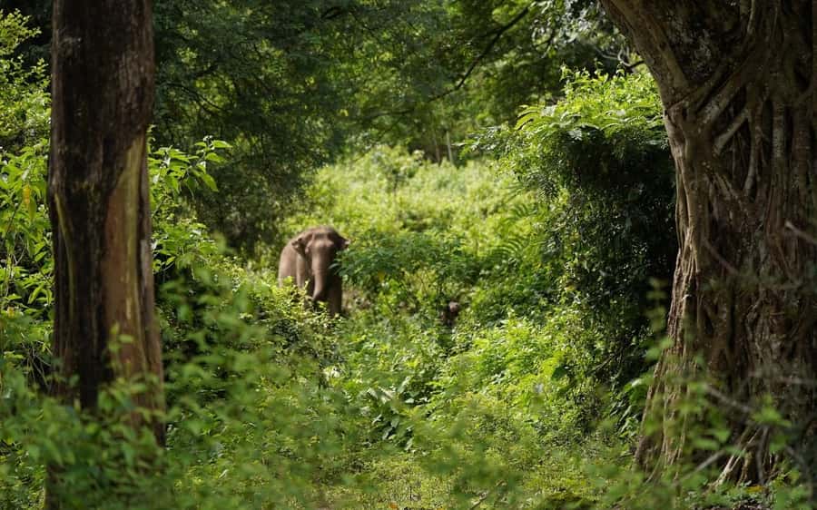 Chiang Mai Half-Day Adventure: River Tubing & Waterfall - Tubing the Mae Taeng River past Elephant Nature Park