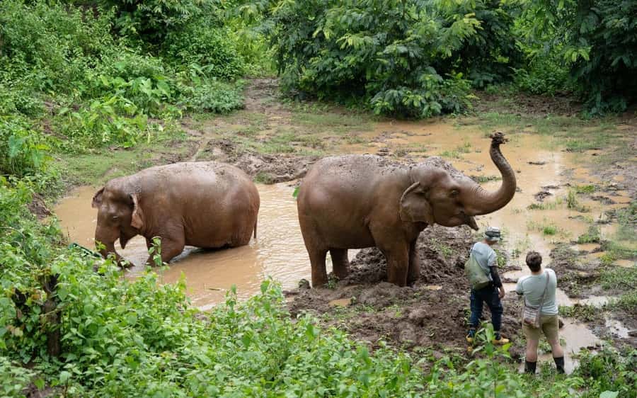 Chiang Mai Half-Day Adventure: River Tubing & Waterfall - Half-day vs overnight: choosing between sleep in the city or sleep in the trees