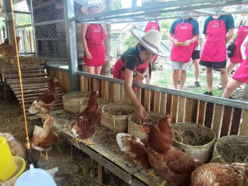 Chiang Mai: Half Day Cooking Class at Organic Farm - Quick takes