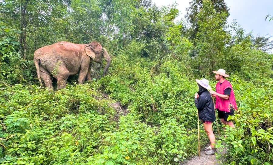 Chiang Mai: Inthanon, Ethical Elephant Sanctuary & Waterfall - The elephant feeding moment: what you do, what you avoid