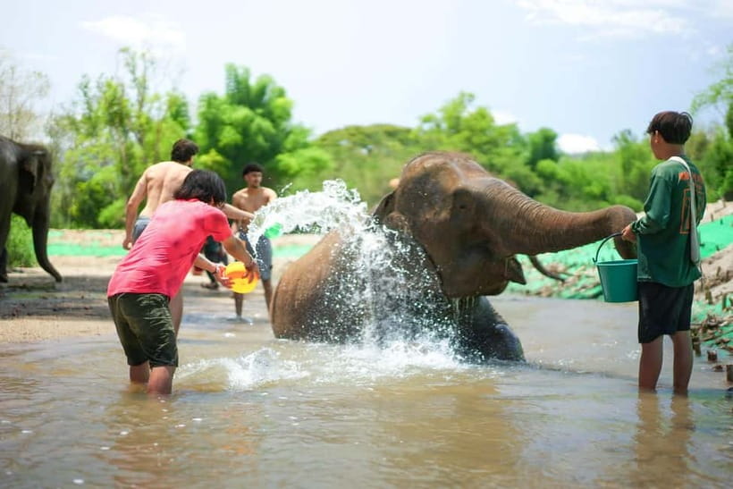 Chiang Mai: Jungle Jumbo Elephant Sanctuary with Waterfall - The Best Part: Elephant Time That Feels Human, Not Performative