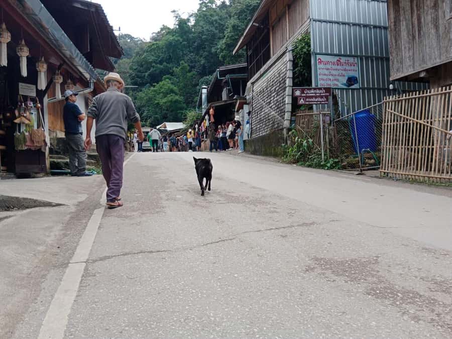 Chiang Mai: Mae Kampong Village, Hot Springs & Bor Sang Tour - Lunch and the real value of about $112 for 8 hours