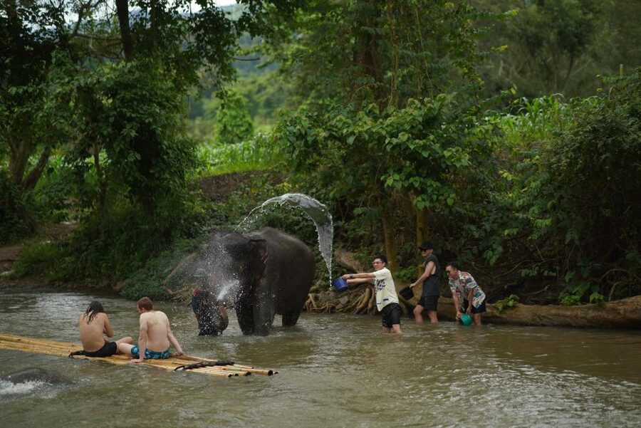 Chiang Mai: National Elephant Care, Rafting, & Ziplines Trip - Mae Wang Elephant Habitat Park: Close Encounters Plus Real Education