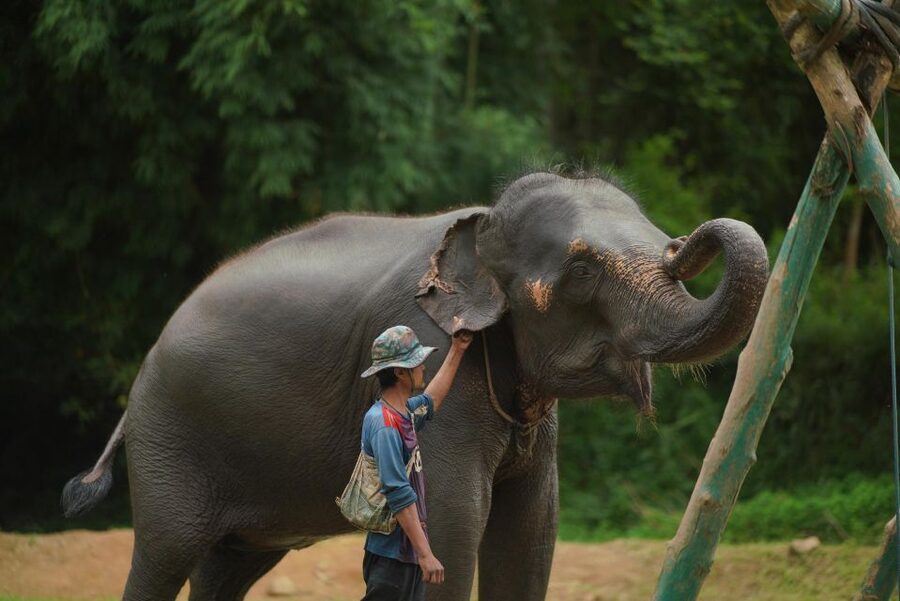 Chiang Mai: National Elephant Care, Rafting, & Ziplines Trip - Pricing and Value: Why This Combo Feels Worth It