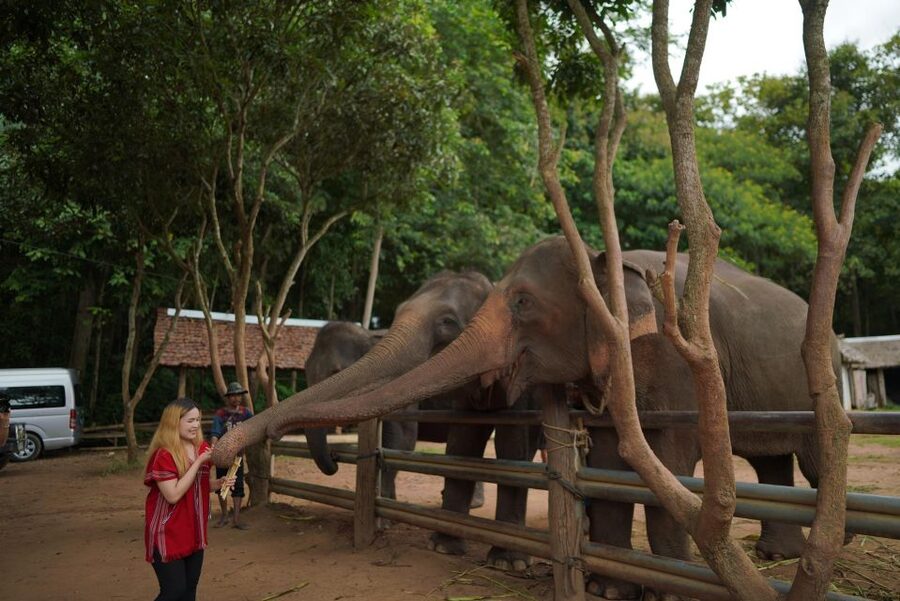 Chiang Mai: National Elephant Care, Rafting, & Ziplines Trip - FAQ