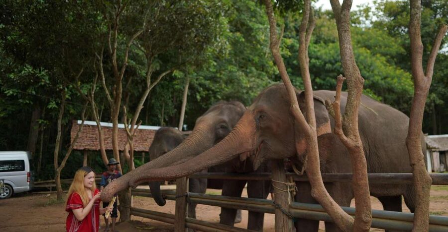 Chiang Mai: National Elephant Care, Rafting, & Ziplines Trip - Bamboo Rafting on the Mae Wang River or Mae Wang Zipline: Choose Your Adventure