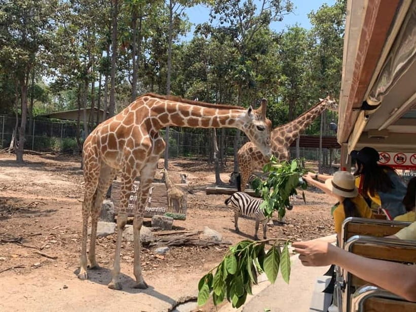 Chiang Mai Night Safari: Entry Ticket with Tram Ride - Key things to know before you go
