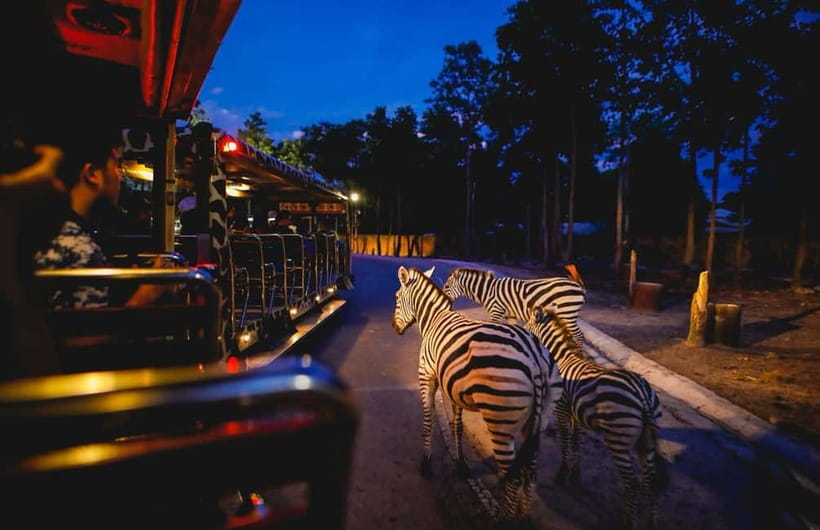 Chiang Mai Night Safari Ticket & Tram Rides Optional Pickup - Show Times at Night: How to Plan Without Stress