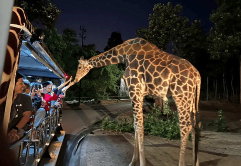 Chiang Mai: Night Safari Ticket with Transfer - Transfers First: how the pickup, tram, and timing really work