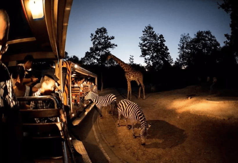 Chiang Mai: Night Safari Ticket with Transfer - Three zones under the night sky: Savanna, Predators, and Jaguar Trail