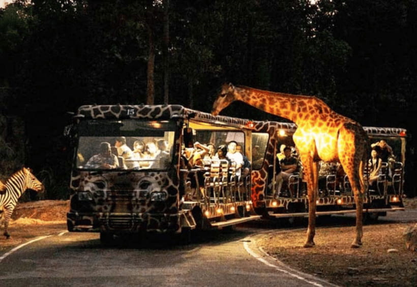 Chiang Mai: Night Safari Ticket with Transfer - Picking the best arrival time: go earlier for more action