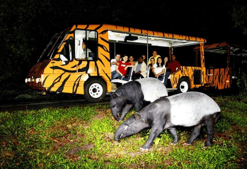 Chiang Mai: Night Safari Ticket with Transfer - Practical tips: photos, food stops, and what to bring