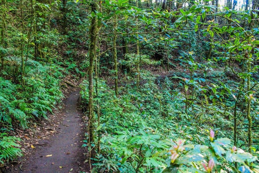 Chiang Mai: Pha Dok Siew Nature Trail & Doi Inthanon Trip - Price and logistics: what $43 really covers, and what fees add up