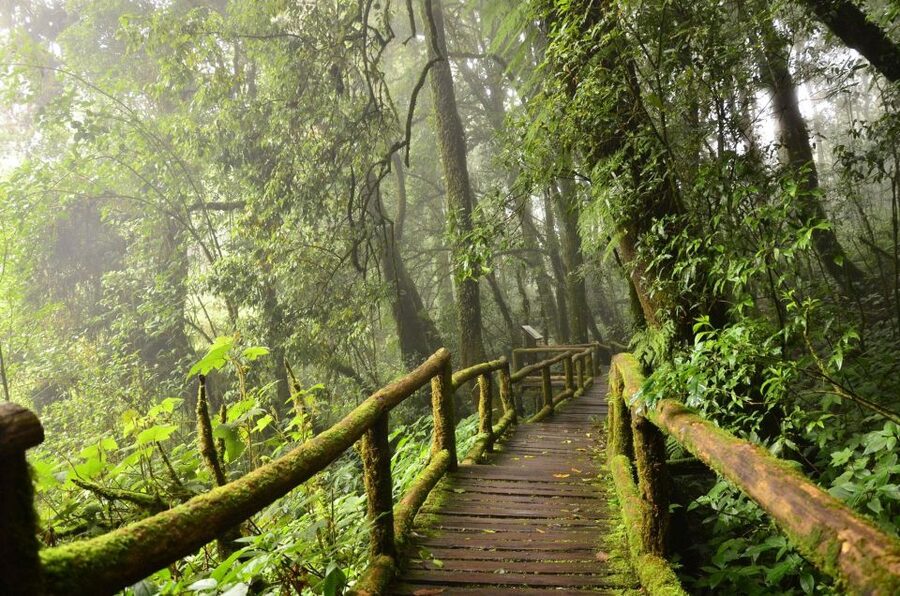 Chiang Mai: Pha Dok Siew Nature Trail & Doi Inthanon Trip - Doi Inthanon, Roof of Thailand: the payoff is height and cool air