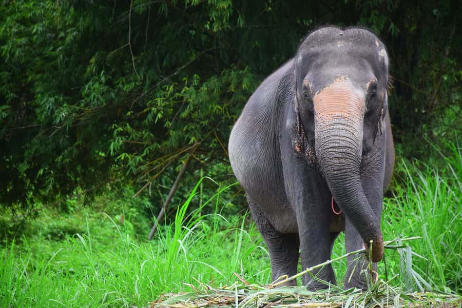 Chiang Mai: Private Elephant Care Experience for Couples - Price and Value: Is $385 Worth It for Two?