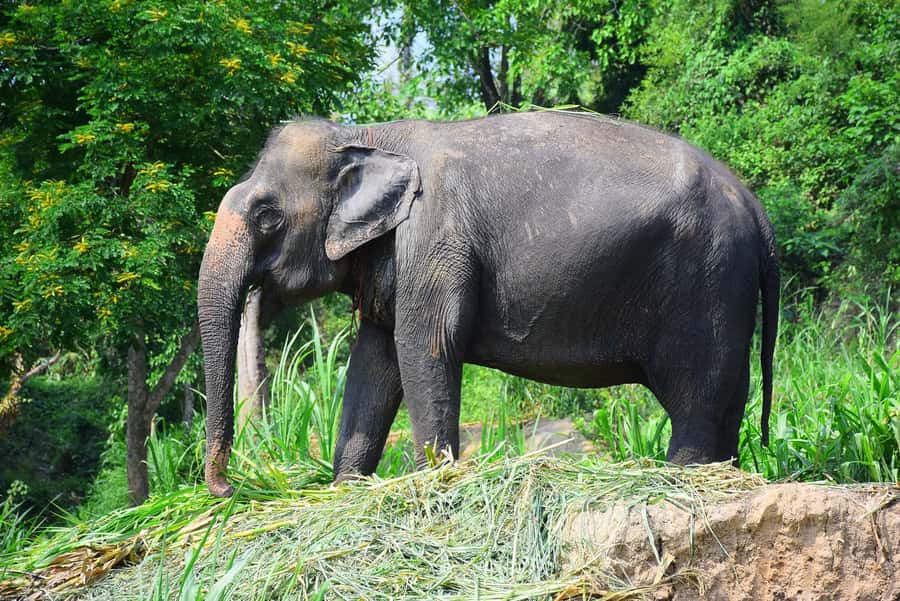 Chiang Mai: Private Elephant Care Experience for Couples - Thai Cooking Lesson and Lunch You Actually Learn From