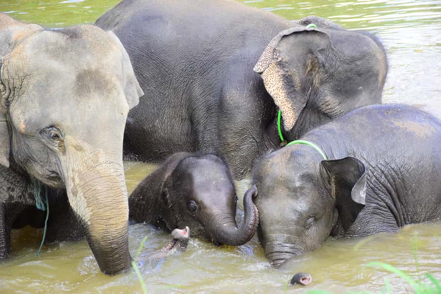 Chiang Mai: Private Elephant Care Experience for Couples - Mud Baths and Scrubbing: The Part That Gets Messy for a Reason
