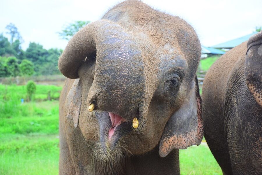 Chiang Mai: Private Elephant Care Experience for Couples - The People Behind It: Guides and a Care-First Team