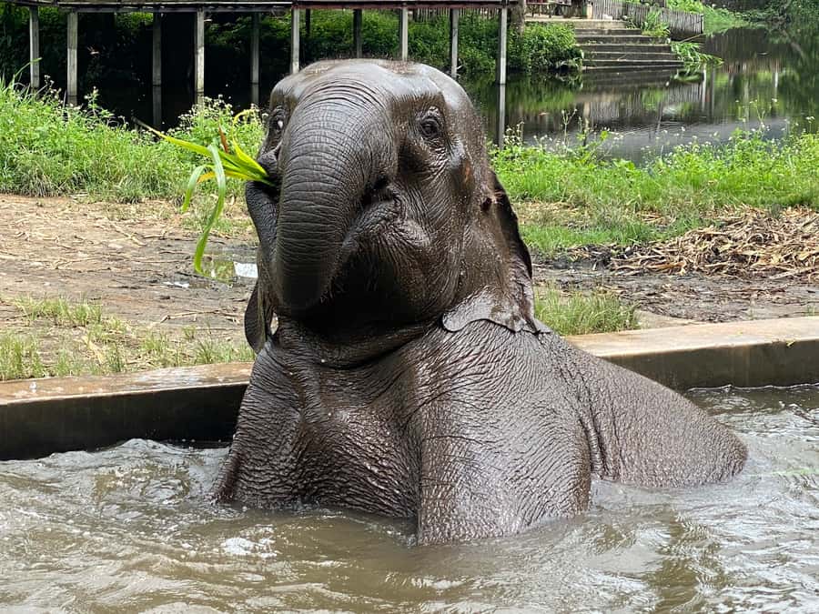 Chiang Mai: Small Group Ethical Elephant Sanctuary Tour - Ethical Elephant Time at Lanna Kingdom, Without the Ride