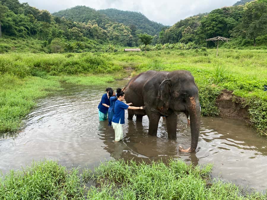 Chiang Mai: Small Group Ethical Elephant Sanctuary Tour - Should You Book This Chiang Mai Elephant Sanctuary Tour?
