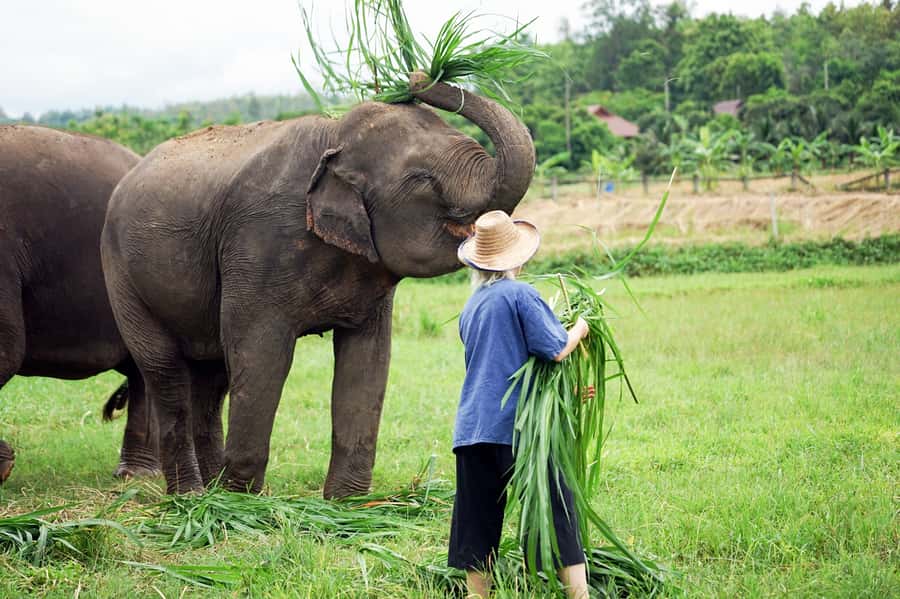 Chiang Mai: Small Group Ethical Elephant Sanctuary Tour - Morning Pickup From Phra Singh Temple, Then Into the Mountains