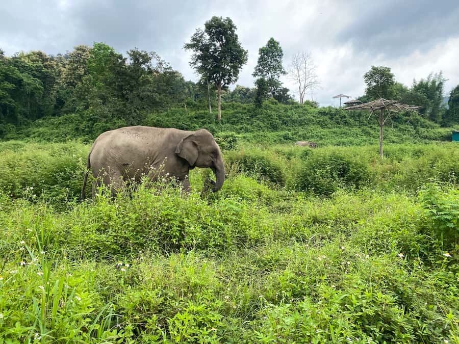 Chiang Mai: Small Group Ethical Elephant Sanctuary Tour - Walking With Elephants in Natural Surroundings