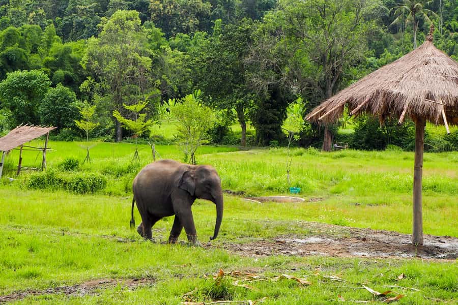 Chiang Mai: Small Group Ethical Elephant Sanctuary Tour - Herbal Vitamin Balls, Feeding Bananas, and Learning Their Daily Routine