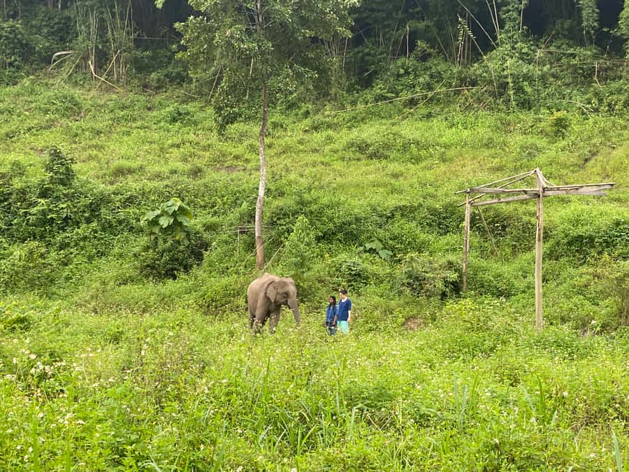 Chiang Mai: Small Group Ethical Elephant Sanctuary Tour - Lunch Inside the Sanctuary: Homemade Vegetarian Thai Food While You Watch