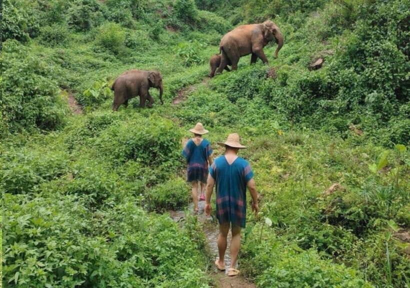 Chiang Mai | TeeTee Elephant Home Elephant Care Half-Day - A gentle walk and an elephant shower routine
