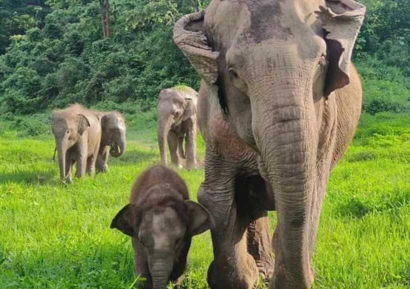 Chiang Mai | TeeTee Elephant Home Elephant Care Half-Day - Who should book the half-day (and who should consider full-day instead)