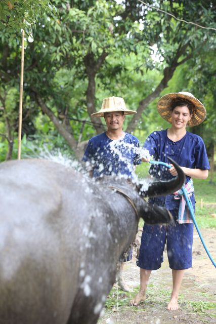 Chiang Mai: Thai Buffalo and Rice Planting Experience - Key highlights worth your attention