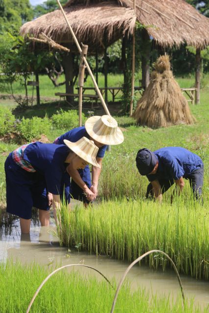 Chiang Mai: Thai Buffalo and Rice Planting Experience - The Hang Tueng Farm experience: why it feels genuinely local