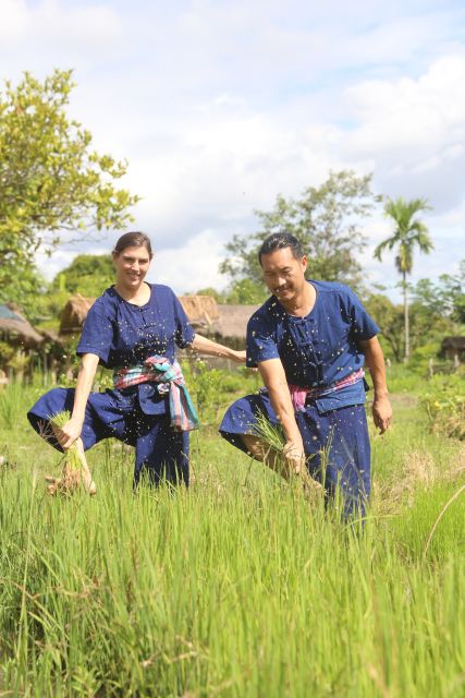Chiang Mai: Thai Buffalo and Rice Planting Experience - Feeding Thai buffalo the hands-on way: grass first, then care