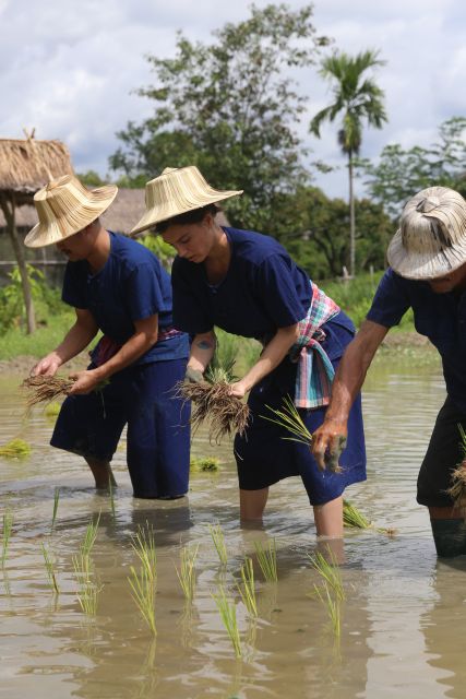 Chiang Mai: Thai Buffalo and Rice Planting Experience - Lunch break on the farm: green chicken curry and mango sticky rice