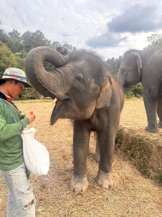 Chiang Mai: Two-day Temple of Elephants Sanctuary Tour - Day two: breakfast, the trek back, and the elephant camp experience