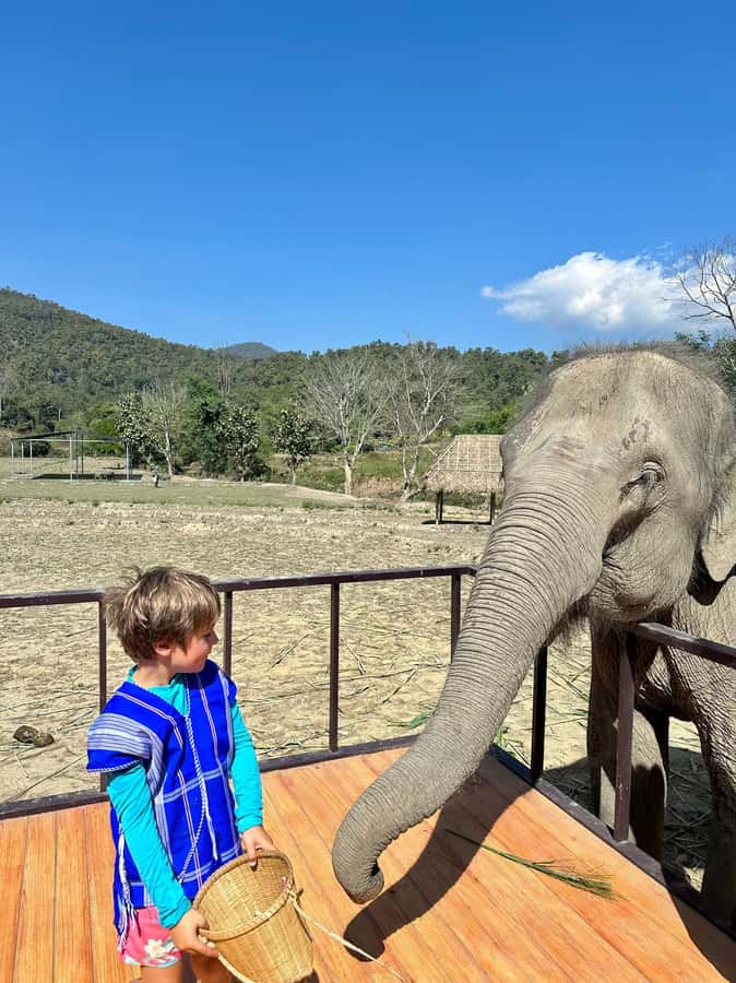 Chiang Mai: Two-day Temple of Elephants Sanctuary Tour - Elephant feeding, mud spa, and river bathing (what it teaches you)